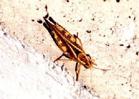 Migratory Locust.jpg